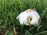 Chlorophyllum molybdites image