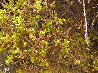 Image of Chrysomyxa arctostaphyli