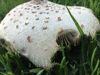 Chlorophyllum molybdites image