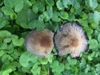 Coprinellus micaceus image