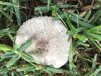 Leucoagaricus barssii image