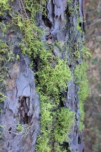 Letharia vulpina image