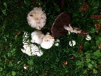 Agaricus xanthodermus image