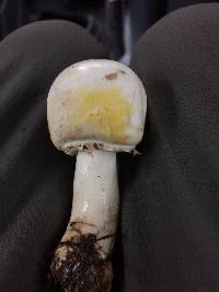 Agaricus xanthodermus image