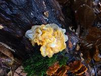 Tremella aurantia image