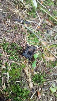 Craterellus cornucopioides image