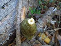 Phallus ravenelii image