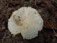 Amanita cokeri image