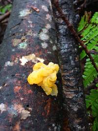 Tremella aurantia image