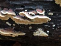 Trametes versicolor image