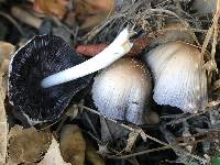 Coprinellus micaceus image