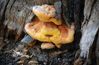 Laetiporus gilbertsonii image