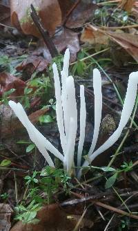 Clavaria fragilis image