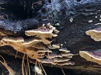 Trametes versicolor image