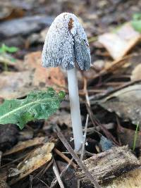 Coprinopsis lagopus image