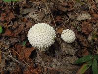 Amanita cokeri image