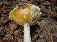 Amanita cokeri image