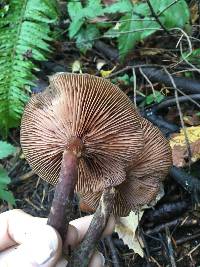 Armillaria mellea image