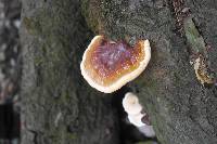 Ganoderma applanatum image