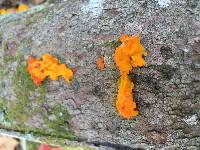 Tremella mesenterica image