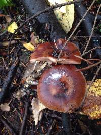 Armillaria mellea image