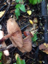 Armillaria mellea image