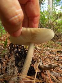 Amanita vaginata image