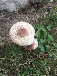 Agaricus arvensis image