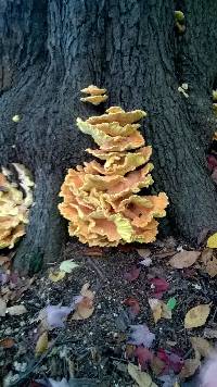 Laetiporus sulphureus image