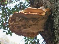 Laetiporus sulphureus image