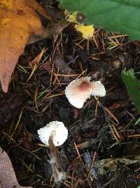 Lepiota cristata image