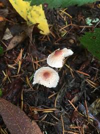 Lepiota cristata image