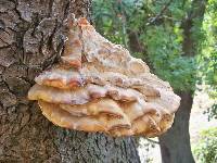 Laetiporus sulphureus image