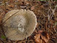 Amanita vaginata image