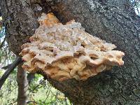 Laetiporus sulphureus image