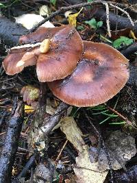 Armillaria mellea image