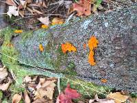 Tremella mesenterica image