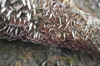 Trametes versicolor image