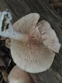 Entoloma abortivum image