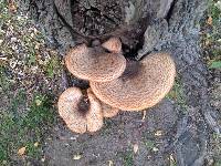 Polyporus squamosus image