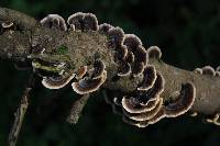Trametes versicolor image