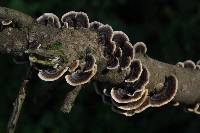 Trametes versicolor image