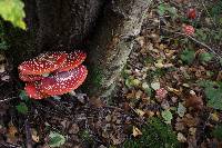 Amanita muscaria image