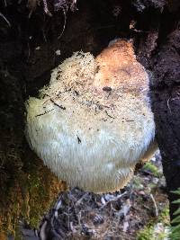 Hericium erinaceus image