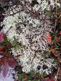 Cladonia rangiferina image