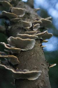 Trametes versicolor image