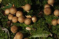 Lycoperdon pyriforme image