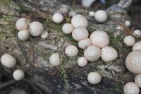 Lycoperdon pyriforme image