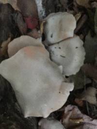 Entoloma abortivum image