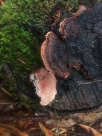 Fomitopsis cajanderi image